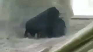 BIG FAT GORILLA PUSSY LIPS