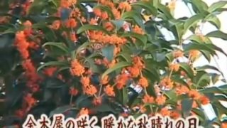 Japanese catfight tsubomi